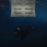 caratula de WILDFLOWER